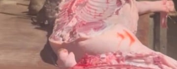 屏東豬肉攤「老鼠自助餐」爭議：傳統市場食安疑慮與現代化轉型